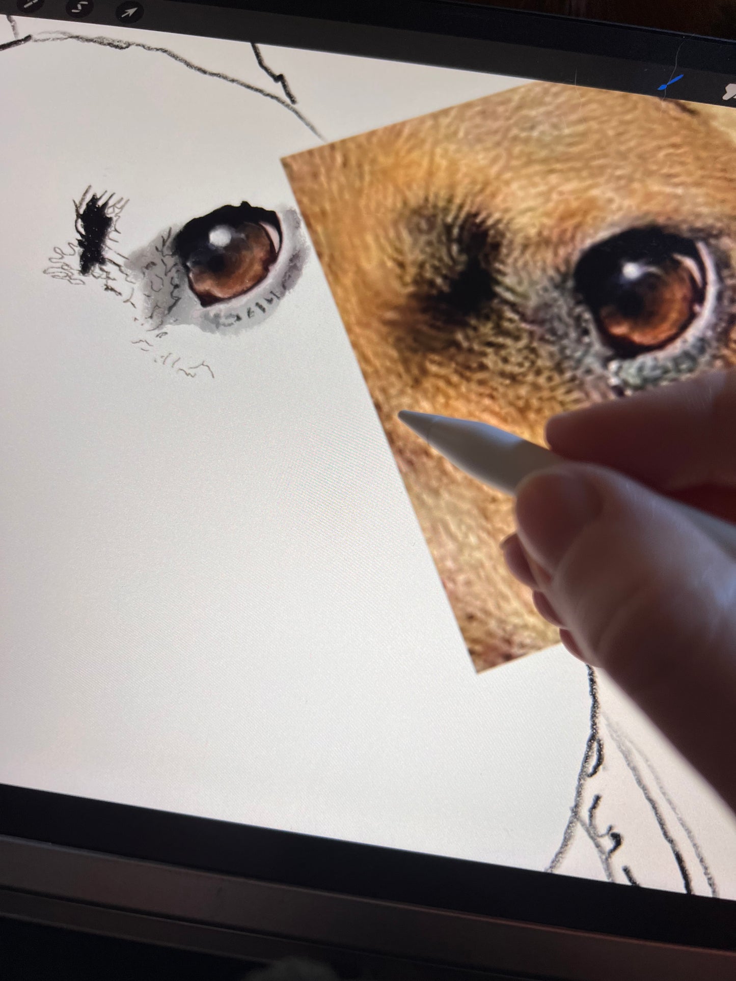 Custom Dog Portrait